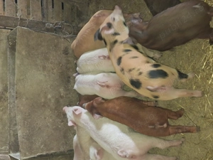 Vând purcei și soldani  - imagine 2