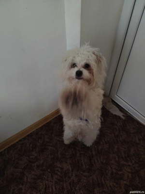 Buna el este max și se vinde  - imagine 2