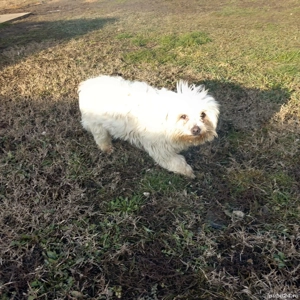 De vinzare bison maltez fetită
