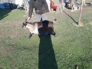 vand capre  - imagine 2