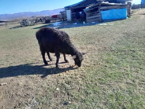 vand capre  - imagine 3