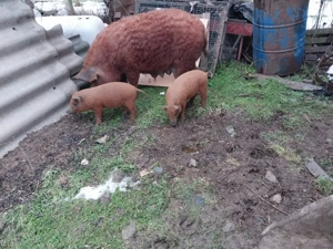 purcei rasa mangalita