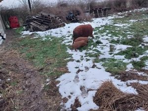 purcei rasa mangalita - imagine 2