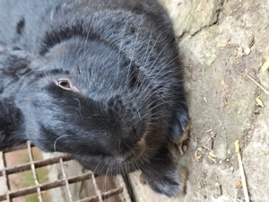 Vand iepuri de carne