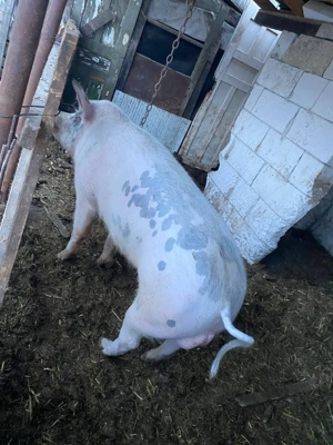 Vând vier bazna - imagine 3