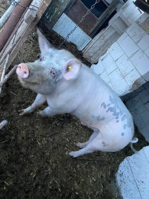 Vând vier bazna - imagine 2