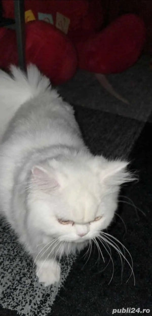 fetita persană rasă pură 