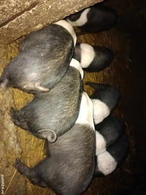 Vand Purcei frumoși Basna  - imagine 2