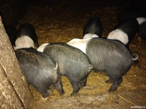 Vand Purcei frumoși Basna  - imagine 5