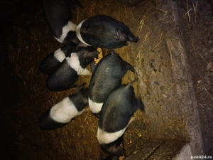 Vand Purcei frumoși Basna  - imagine 3