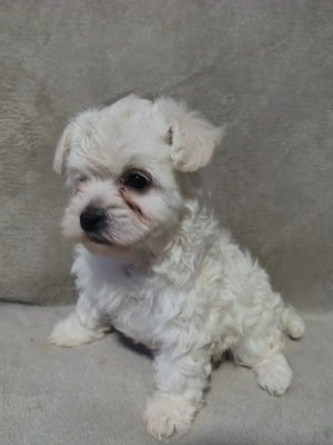 căței bishoni maltez 