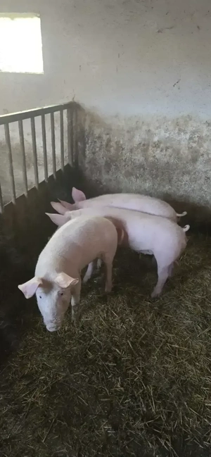 Suldei   purcei   soldani