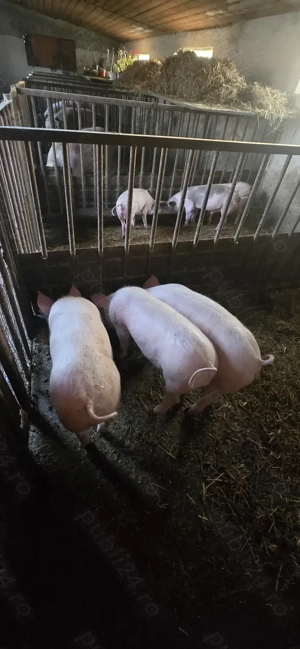 Suldei   purcei   soldani - imagine 2