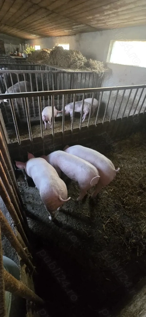 Suldei   purcei   soldani - imagine 3