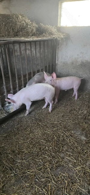 Suldei   purcei   soldani - imagine 5