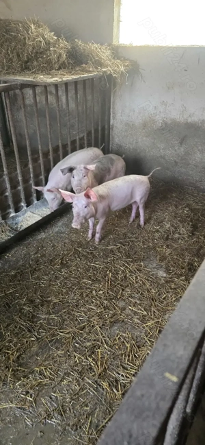 Suldei   purcei   soldani - imagine 4