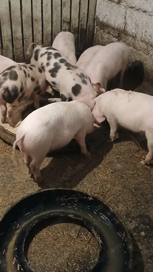 purcei de vanzare  - imagine 2