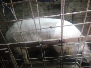 scroafa gestanta  - imagine 3