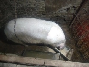 scroafa gestanta  - imagine 2