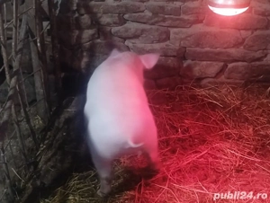 vand porcei de carne  - imagine 2