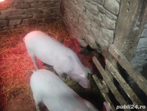 vand porcei de carne  - imagine 3