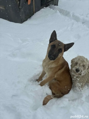 Ciobănesc Belgian în vârstă de 1 an, foarte frumos, jucăuș cu vaccinurile făcute  - imagine 2