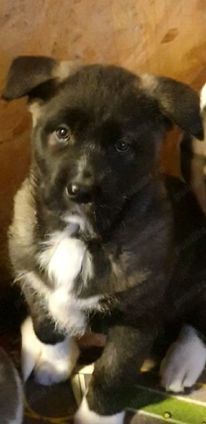 Dau spre adopție pui Akita American metis cu Ciobanesc  - imagine 4