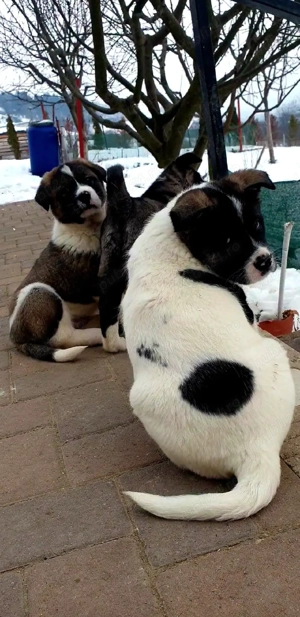 Dau spre adopție pui Akita American metis cu Ciobanesc  - imagine 5