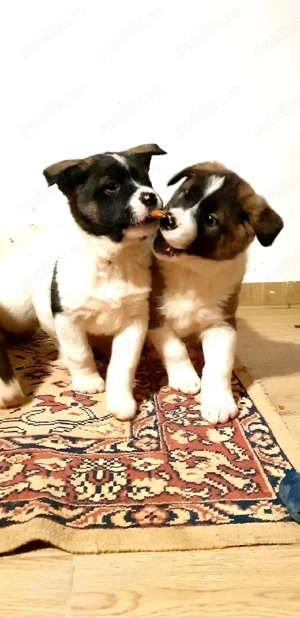 Dau spre adopție pui Akita American metis cu Ciobanesc  - imagine 2