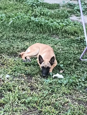 Ciobănesc Belgian în vârstă de 1 an, foarte frumos, jucăuș cu vaccinurile făcute  - imagine 3