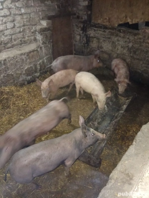 Vând purcei vârstă 2 luni  - imagine 2