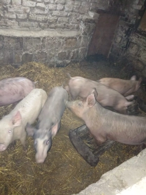 Vând purcei vârstă 2 luni  - imagine 3