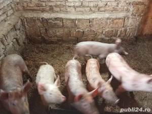 Vând purcei vârstă 2 luni 