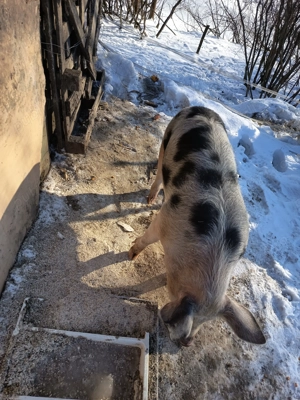 De vânzare 75=80 kg 