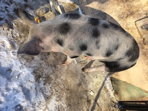 De vânzare 75=80 kg  - imagine 3