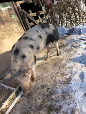 De vânzare 75=80 kg  - imagine 2