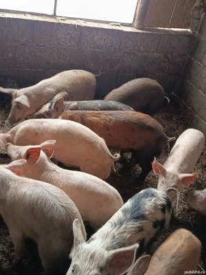 De vânzare șoldani 40-45 kg  - imagine 2