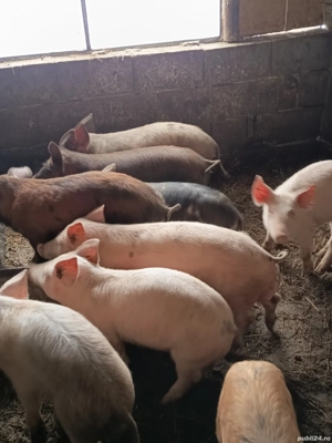 De vânzare șoldani 40-45 kg  - imagine 3