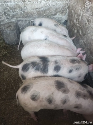 Porci de vânzare  - imagine 2