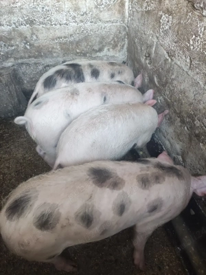 Porci de vânzare  - imagine 4