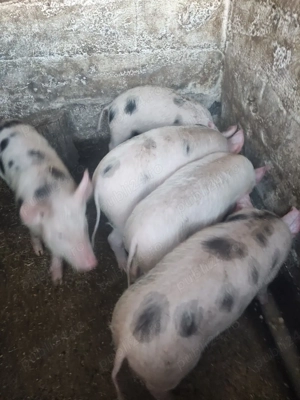 Porci de vânzare  - imagine 3