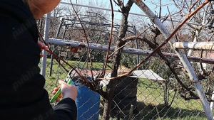 Toaletare copaci   tuns vie  pomi fructiferi