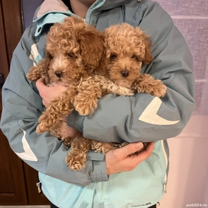 Puii  Pudel Roscat   poodle   caniche   maltipoo - imagine 2