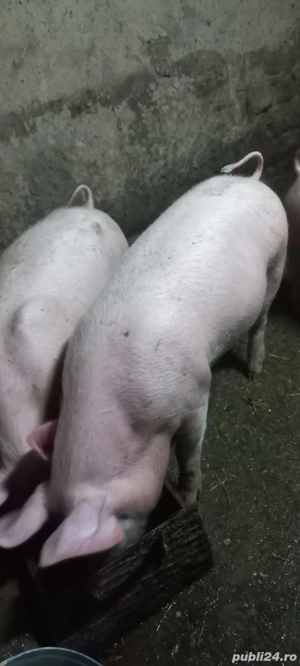 Marele Alb x Pietrain 35-40kg Tel o733345270 Comuna Lița Teleorman - imagine 3