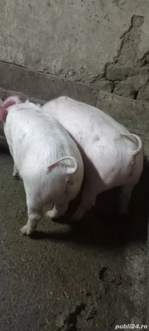 Purcel Mascul Rasa Marele Alb x Pietrain Tel o733345270 Se pot vedea in Com Lița  - imagine 2