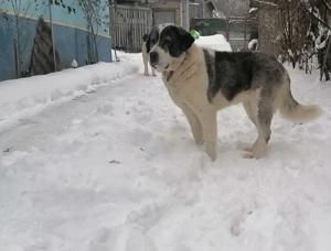 Femela asia centrală 