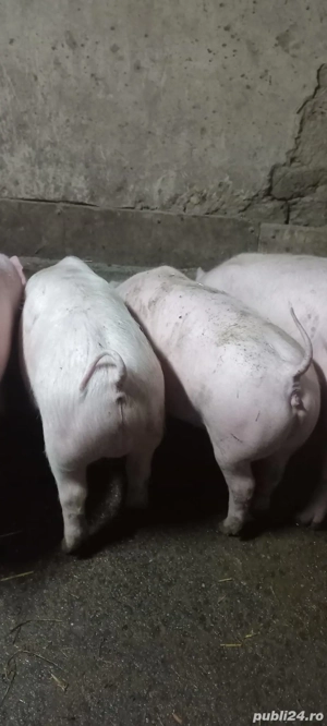 Purcel Mascul Rasa Marele Alb x Pietrain Tel o733345270 Se pot vedea in Com Lița  - imagine 4