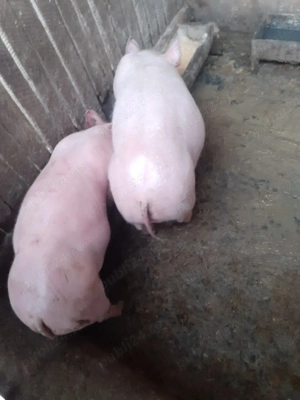 Pietran  de vinzare  .Gradistea Vâlcea  - imagine 2