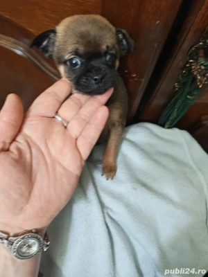 Chihuahua puiut baietel