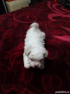 bichon maltez femela - imagine 3